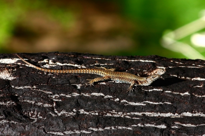 Podarcis muralis?